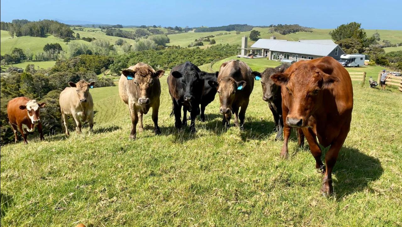 Kauri Glen Bnb Acomodação com café da manhã Te Arai Exterior foto